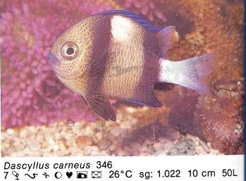 Dascyllus carneus